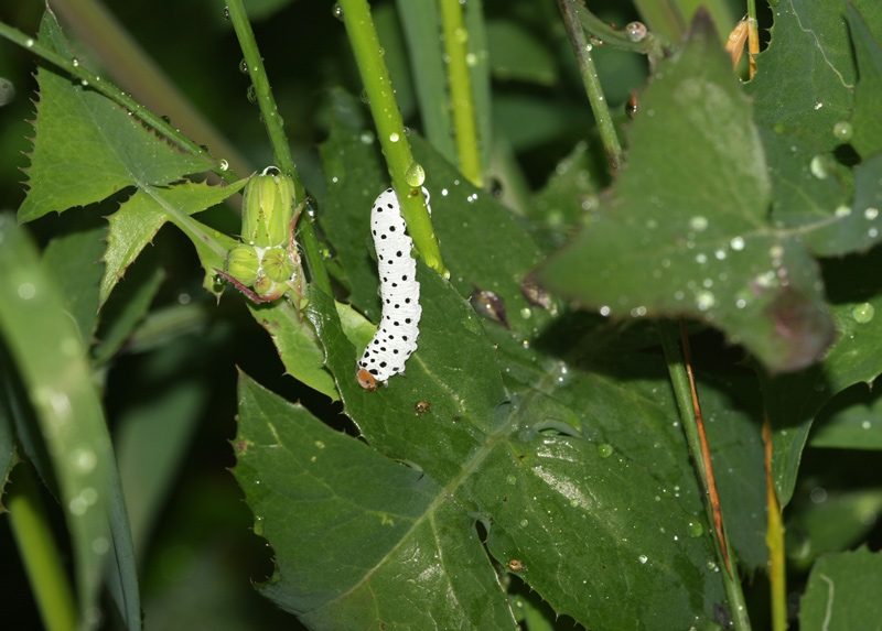 Symphyta sp.larva